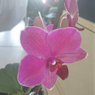 orchidea ns 10