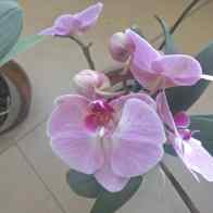 orchidea ns 11