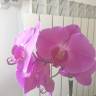 orchidea ns 8