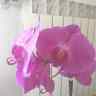 orchidea ns 9